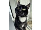 Adopt REMI - Offered by Owner - Adult Polydactyl a Black & White or Tuxedo