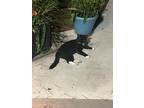 Adopt Socks a Black & White or Tuxedo Domestic Mediumhair / Mixed (medium coat)