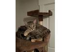 Adopt Katana a Brown Tabby Tabby / Mixed (short coat) cat in Magnolia