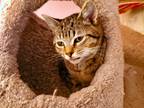 Adopt Tacoma a Brown Tabby Domestic Shorthair (short coat) cat in Salt Lake