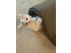 Adopt 6 week old male a White (Mostly) American Shorthair / Mixed (short coat)