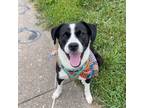 Adopt Chewie a Brown/Chocolate - with White Mutt / Mixed dog in Dundalk