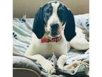 Adopt Gunner a Tricolor (Tan/Brown & Black & White) Treeing Walker Coonhound /