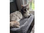Adopt Noodles a Gray, Blue or Silver Tabby Maine Coon (long coat) cat in