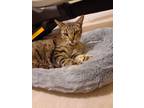 Adopt Hal a Brown Tabby Domestic Shorthair (short coat) cat in Hamilton