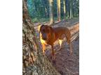 Adopt Elsie a Red/Golden/Orange/Chestnut - with Black Rhodesian Ridgeback /