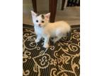 Adopt Female 6 week old a Black & White or Tuxedo American Shorthair / Mixed