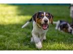 Adopt Marco a Tricolor (Tan/Brown & Black & White) Hound (Unknown Type) / Mixed