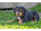 Adopt Hope a Black - with Tan, Yellow or Fawn Hound (Unknown Type) / Mixed dog