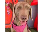 Adopt Savannah a Gray/Blue/Silver/Salt & Pepper Weimaraner / Mixed Breed