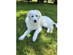 Adopt Colleen a White Great Pyrenees / Mixed dog in Pittsburgh, PA (41472159)