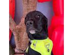 Adopt Rowan a Black Labrador Retriever / Mixed Breed (Medium) / Mixed dog in