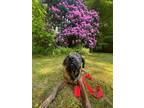 Adopt Bruno in CT a Gray/Blue/Silver/Salt & Pepper Mountain Cur / Mixed Breed