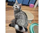 Adopt Milo a Gray, Blue or Silver Tabby Bengal (short coat) cat in Mississauga