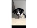 Adopt Little Buddy a Black - with White Great Dane / Mixed dog in Hampton