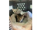 Adopt Pepa a Brown Tabby Domestic Shorthair / Mixed (short coat) cat in