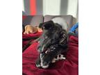 Adopt Nala a Black - with White Border Collie / Labrador Retriever / Mixed dog