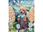 Adopt Paisley a Red/Golden/Orange/Chestnut - with White Goldendoodle / Mixed dog