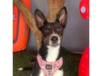 Adopt Juno a Tricolor (Tan/Brown & Black & White) Australian Cattle Dog /