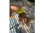Adopt Cooper a Tan/Yellow/Fawn Golden Retriever / Labrador Retriever dog in