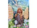 Adopt Wyatt a Red/Golden/Orange/Chestnut - with White Labradoodle / Mixed dog in