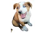 Adopt GUS a White - with Red, Golden, Orange or Chestnut Australian Shepherd /