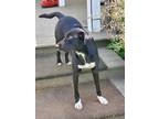 Adopt Carley a Black - with White Border Collie / Catahoula Leopard Dog / Mixed