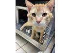 Adopt Cornelius a Orange or Red Tabby Domestic Shorthair (short coat) cat in