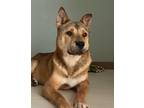 Adopt BangBang a Tricolor (Tan/Brown & Black & White) Jindo / Shepherd (Unknown