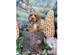 Adopt Mr Beasley a Red/Golden/Orange/Chestnut - with White Goldendoodle / Mixed
