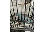 Adopt Blue Girl a Blue Parakeet - Quaker bird in Grandview, MO (41470981)