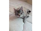 Adopt Prince a Gray or Blue (Mostly) Siamese / Mixed (short coat) cat in Goose