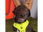 Adopt Huey Lewis a Black - with White Labrador Retriever / Mixed Breed (Large) /