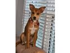 Adopt Callie a Tan/Yellow/Fawn - with White Golden Retriever / Corgi / Mixed dog