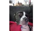 Adopt Mei a Black - with White Mutt / Mixed dog in Locust, NC (41471693)