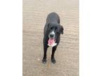Adopt Krauser a Black Mixed Breed (Large) / Mixed dog in Houston, TX (41471724)