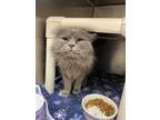 Adopt Marcus a Gray or Blue (Mostly) Domestic Mediumhair (medium coat) cat in