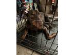 Adopt Remy a Red/Golden/Orange/Chestnut Doberman Pinscher / Mixed dog in Round
