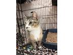 Adopt Daisy Mae a Brown Tabby Domestic Shorthair (short coat) cat in Chippewa