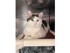 Adopt Possum a Spotted Tabby/Leopard Spotted Domestic Shorthair (short coat) cat