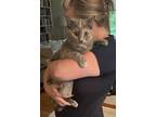 Adopt Noura a Calico or Dilute Calico British Shorthair (short coat) cat in