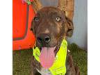 Adopt Sting a Brindle Labrador Retriever / Mixed Breed (Large) / Mixed dog in