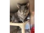 Adopt Smokey a Gray or Blue Domestic Shorthair (short coat) cat in Chippewa