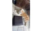Adopt Ivory a White Great Pyrenees / Bloodhound / Mixed dog in Fresno