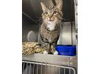 Adopt Spaz a Brown Tabby Domestic Shorthair (short coat) cat in Chippewa Falls