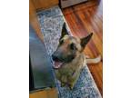 Adopt Duke a Tan/Yellow/Fawn German Shepherd Dog / Belgian Malinois / Mixed dog