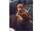 Adopt Carlos a Red/Golden/Orange/Chestnut American Staffordshire Terrier / Black