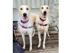 Adopt Sophie & Sissy a Greyhound