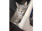 Adopt Eleanor a Gray, Blue or Silver Tabby Domestic Shorthair (short coat) cat