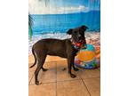 Adopt Choppa a Mixed Breed